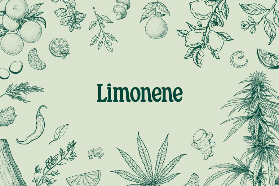 Limonène : Un Terpène Récréatif, Médical Et Savoureux