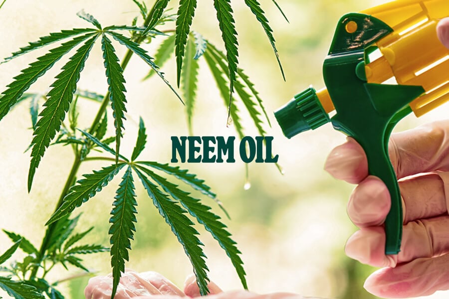 L'huile de Neem : Insectiside organique pour votre jardin