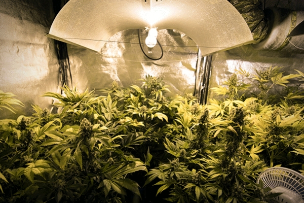 Lampe De Croissance LED À Spectre Complet Pour Plantes - Temu Canada