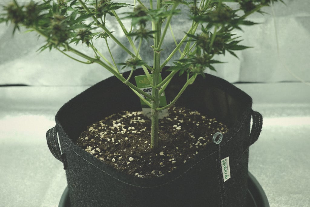 Quels avantages a la perlite pour les plants de cannabis ? - RQS Blog
