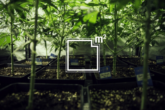 Combien de plants de cannabis peut-on cultiver au mètre carré