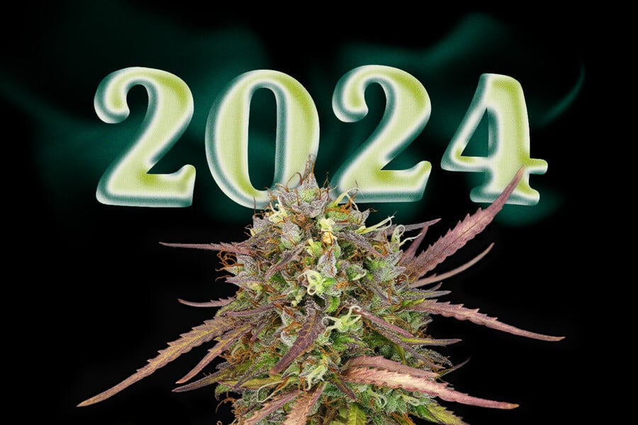 Top des dernières variétés de cannabis de 2024