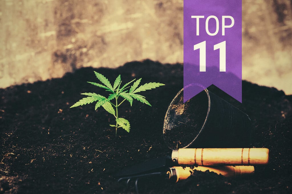 Top 11 Des Erreurs À Éviter En Culture De Cannabis - RQS Blog