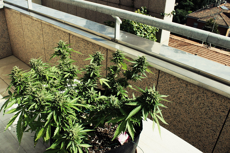 Quand et comment rempoter ses plantes au balcon ou en terrasse