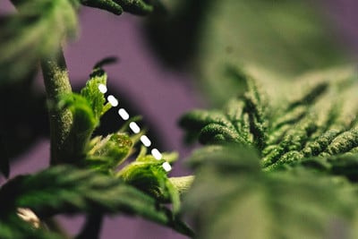 Conseils pour la culture de graines de cannabis auto-floriss - RQS Blog