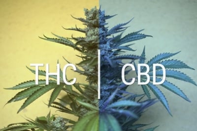 Test salivaire THC (cannabis) de drivecase : comment l'utiliser ? 