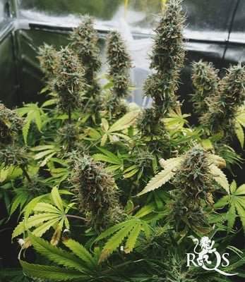 Northern Light Auto Northern Light Auto