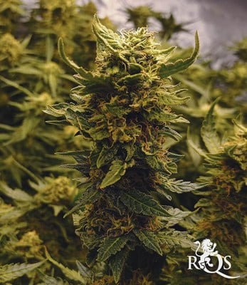 Critical Kush Critical Kush