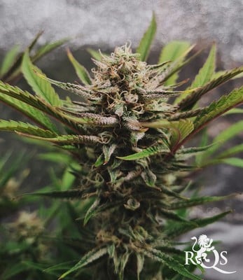 HulkBerry Auto HulkBerry Auto